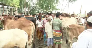 সিরাজগঞ্জে প্রস্তুত কোরবানির পশু, হাট বসছে ৪৭টি